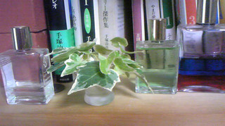 20090721ヘデラ1.jpg