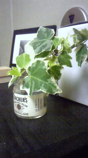 20090721ヘデラ2.jpg