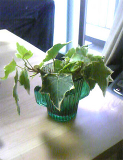 20090721ヘデラ3.jpg