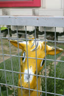20090804.jpg