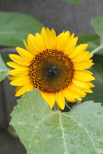 20090804Ђ܂.jpg
