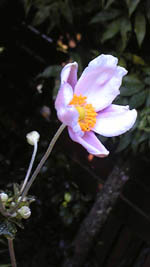 20090913Ԉ.jpg